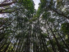 -广州市帽峰山景区