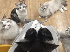 -有喵·猫咖·狗咖·30几只猫10只小狗(岗厦店)