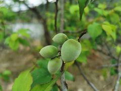 -广州市流溪河国家森林公园