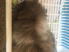 -藦茜花园宠物主题亲子互动体验馆(国顺东路店)