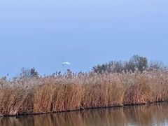 -盐城丹顶鹤湿地生态旅游区