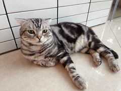 -Catmate·猫肥家润(金润铂宫店)