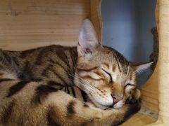 -猫亿天猫咖