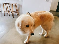 -尤加利咖啡馆