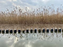 -鹦鹉洲湿地公园