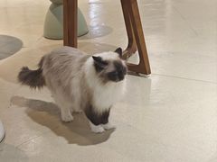 -藏猫猫咖啡主题馆(中央大道店)