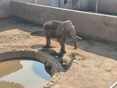 -西霞口神雕山野生动物世界