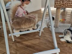-COLOR PETS 撸猫馆·购猫·猫咖(长风大悦城店)