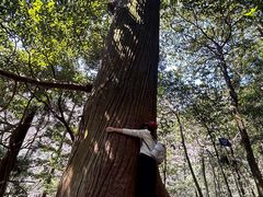 -天目山大树王景区