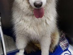 -美联众合动物医院(·中兽医·疑难杂症·严家桥分院)