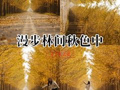 -黄海国家森林公园