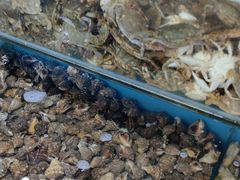 -港畔赶海蒸汽海鲜烧烤自助(仙螺岛店)