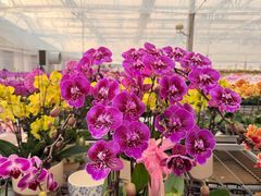 -龙大花卉苗木市场