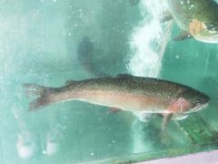 -玉水寨丽江源餐厅