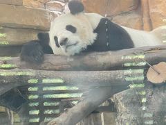 -成都动物园