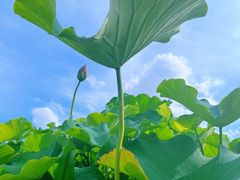 -嘉北郊野公园