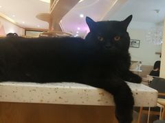 -滚猫咖啡·猫咖·猫友好撸猫(未来城店)