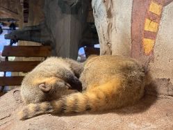 -Zoolung Zoolung动物主题公园(海信广场店)