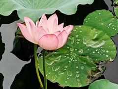 -荔湾湖公园