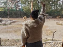 -上海野生动物园老虎餐厅