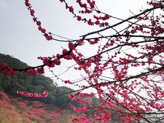 -新建村梅花