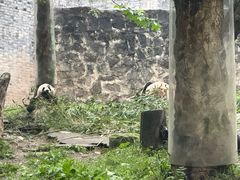 -都江堰中华大熊猫苑