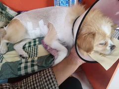 -瑞派福兴宠物医院犬猫全科·骨科·中西医结合(河东店)