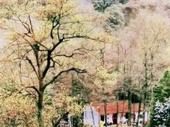 -午潮山国家森林公园