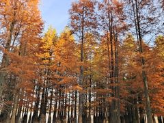 -池杉湖湿地公园