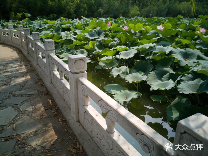 天津绿岛公园图片