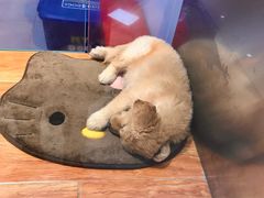 -狗道宠物(常熟印象城店)