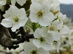 -树山生态村
