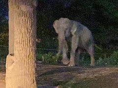 -清迈夜间动物园