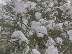 -香山公园