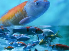 -海合安青岛极地海洋公园