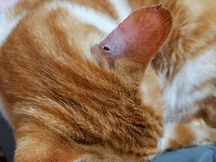 -芭比堂宠物医院·全科爱猫医院·仁德分院