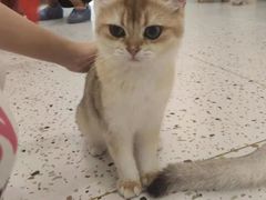 -猫域·湾主题猫咖·宠物吧(南坪城市广场店)