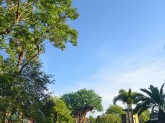 -奥兰多迪士尼动物王国乐园