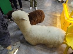 -神奇动物撸宠馆·羊驼·小浣熊·异宠(豫园店)