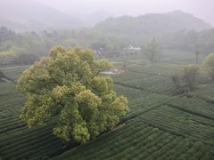-灵顺寺