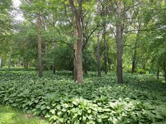 -黑龙江省森林植物园