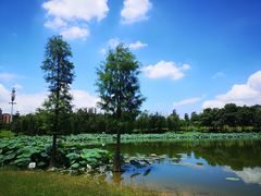 -飞来湖湿地公园