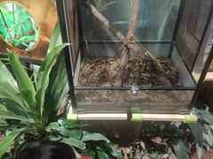 -正佳雨林生态植物园