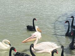 -新疆天山野生动物园