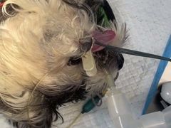 -关爱动物医院·心脏·中兽医·异宠(金牛路分院)