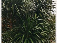 -云溪植物园
