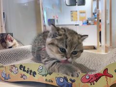 -屋虎猫馆(宝安大仟里店)