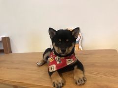 -柴犬小屋·柴餐厅·狗咖食堂(金鼎广场店)