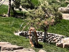 -北京野生动物园