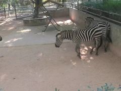 -广东茂名森林公园